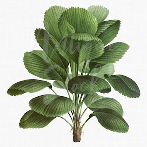 Palm Tree Clipart, Impression téléchargeable botanique « Ruffled Fan Palm » Fichiers PNG et JPG pour collages, impressions d’art mural, conception graphique...
