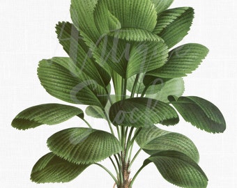 Palm Tree Clipart, Botanical Downloadable Print "Ruffled Fan Palm" PNG & JPG Files for Collages, Wall Art Prints, Graphic Design...