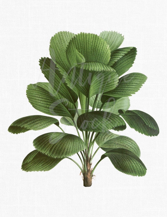 Palm Tree Clipart, Botanical Downloadable Print "Ruffled Fan Palm" PNG & JPG Files for Collages, Wall Art Prints, Graphic Design...