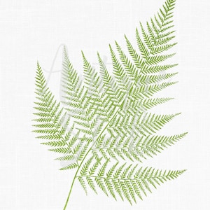 May include: A single green fern frond with delicate, feathery leaves against a white background.