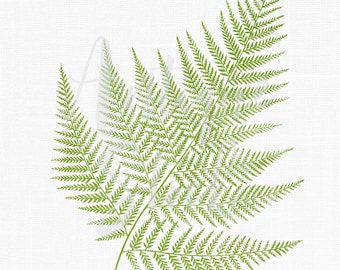 Fern Leaf Clipart, Botanical Illustration &quot;False Shield-fern&quot; Digital Download Image for Wall Art Prints, Scrapbook, Collages, DIY Crafts...