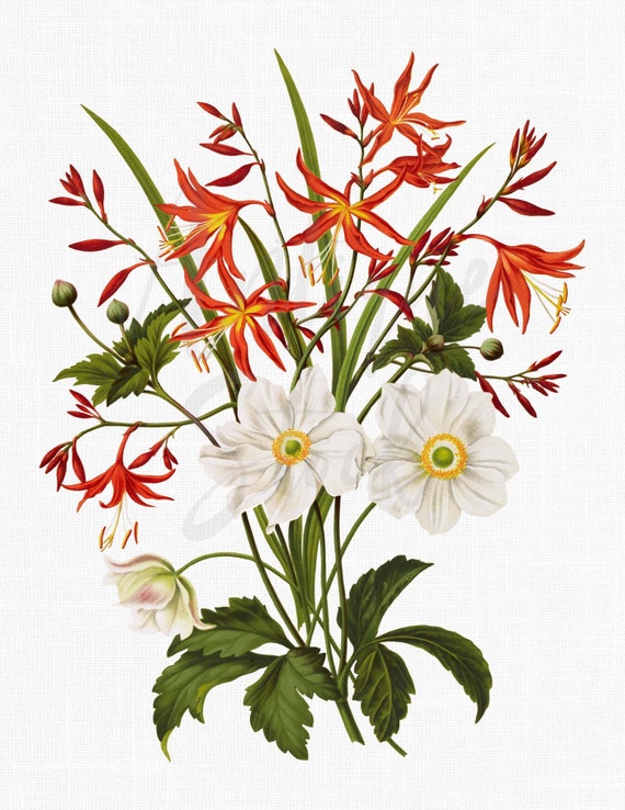 Imágenes prediseñadas de flores Windflowers and Falling - Etsy España Imágenes prediseñadas de flores Windflowers and Falling - Etsy España