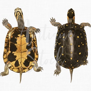 Vintage Clip Art Image &quot;Spotted Turtle&quot; Digital Download Illustration Transparent Background for Scrapbooking, Collages, Crafts...