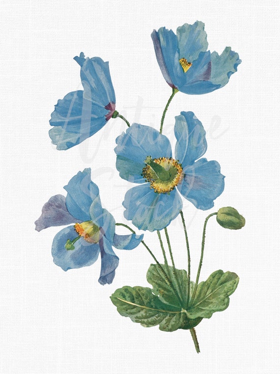 絵画　青と植物 花のクリップアート「ヒマラヤの青いポピー」デジタルダウンロード