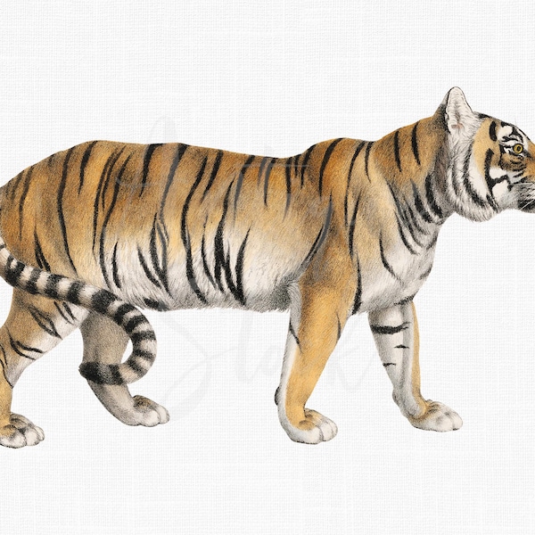 Tiger Clipart "Tiger" PNG + JPG Printable Files, Transparent Background Images for Invitations, Scrapbook, Prints, Collages, Crafts...