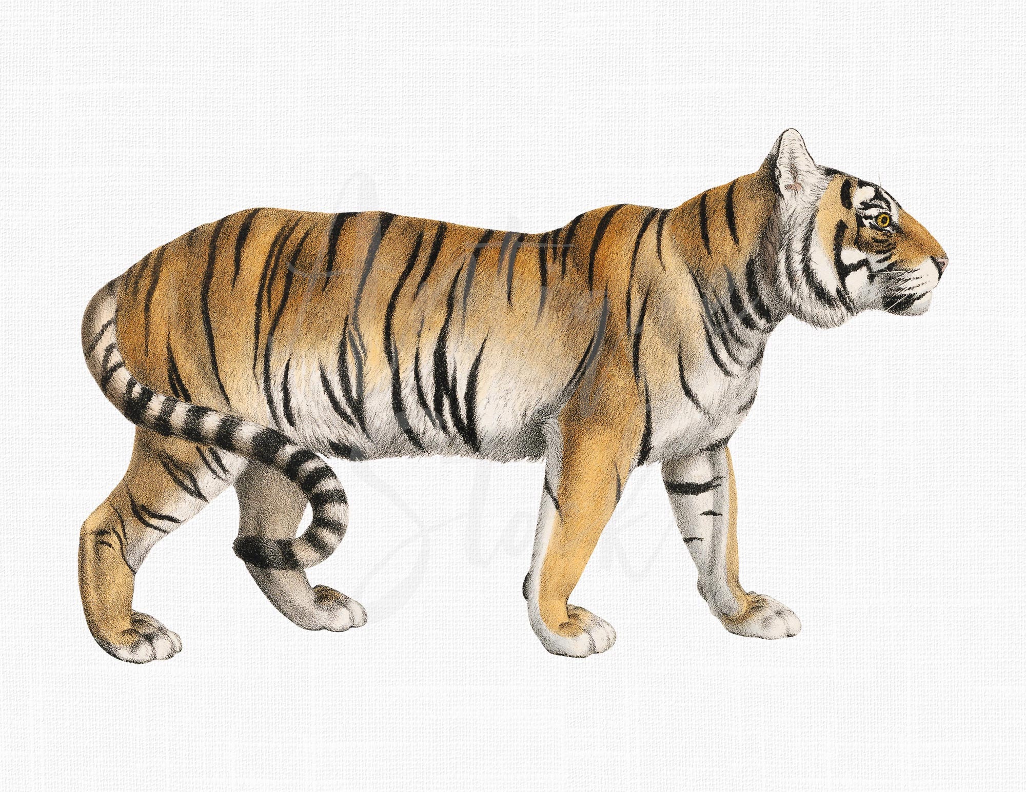 Tiger Clipart tiger PNG JPG Printable Files - Etsy Australia