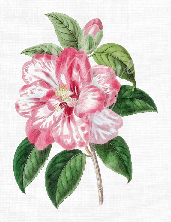Clipart de flor rosa camelia blanca y rosa PNG y - Etsy México Clipart de flor rosa camelia blanca y rosa PNG y - Etsy México