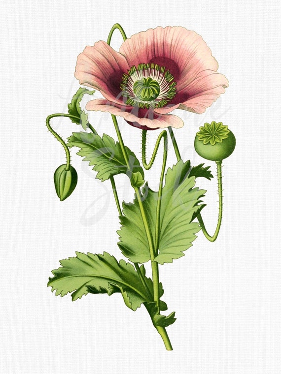 poppy painting botanical flower clipart pink opium etsy poppy painting botanical flower clipart pink opium poppy png jpg downloadable art for collages wall art prints graphic design