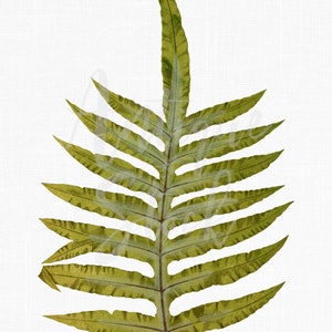 Leaf Printable Wall Art, Botanical Illustration Clipart « Cabbage Palm Fern » Téléchargement numérique PNG pour Scrapbooking, Collages, Artisanat...