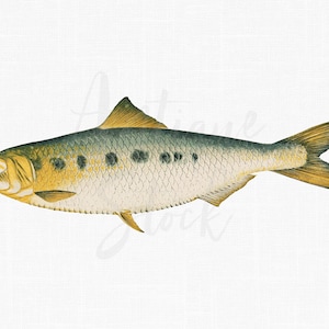 PNG Digitaler Fisch ""Twait Shad" herunterladbares Illustrations-Bild für Wand-Dekor, Scrapbooking, Collagen, DIY-Projekte ..."