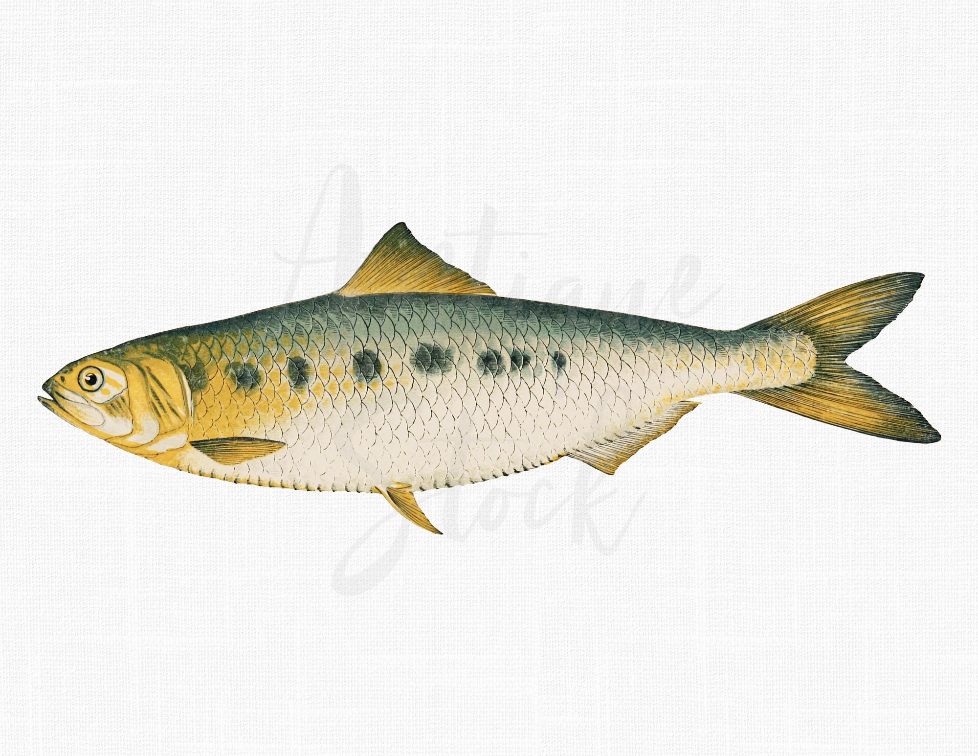Imagem de ilustração para download de peixe digital PNG "Twait Shad" para decoração de parede, scrapbooking, colagens, projetos DIY ...