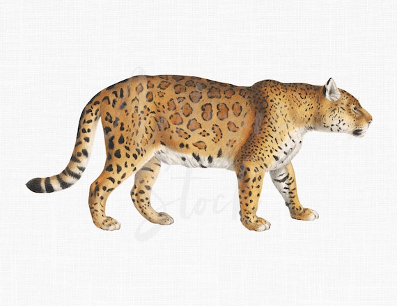 Digital Download Jaguar Clipart male Jaguar - Etsy