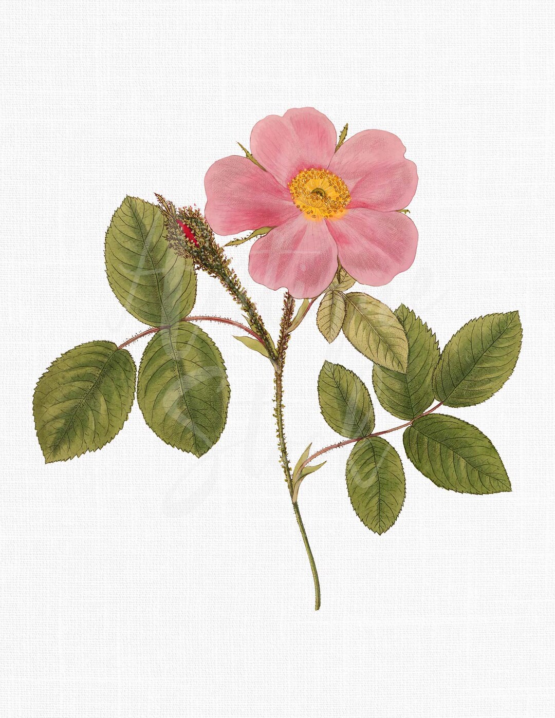 Authentic Vintage Pink Wild Rose Botanical Illustration - Digital Art ...