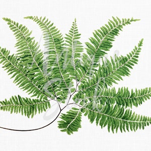 Fern Botany Clip Art, Antique Botanical « Walking Fern » Illustration PNG et JPG Image pour l’impression, l’artisanat, les collages...