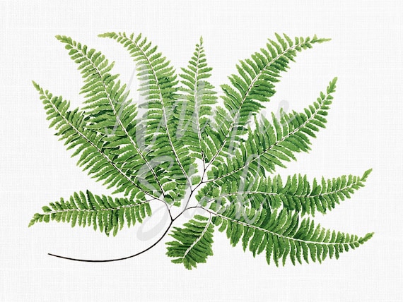 hngender kaktus Rhipsalis burchellii  hngender Kaktus