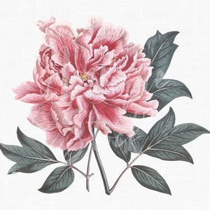 Bloem clipart "roze pioen" botanische illustratie download voor huwelijksuitnodigingen, scrapbooking, kunst aan de muur, papier ambachtelijke...