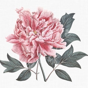 Flower Clipart "Pink Peony" Botanical Illustration Download for Wedding Invitations, Scrapbooking, Wall Art, Paper Craft...