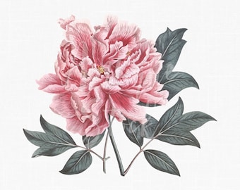 Bloem clipart "Pink Peony" botanische illustratie downloaden voor huwelijksuitnodigingen, scrapbooking, kunst aan de muur, papier ambachtelijke...