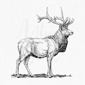 Deer Digital Download &quot;Elk&quot; Wapiti Line Art Drawing for Decoupage, Collages, Coloring, Invitations, Wall Art...