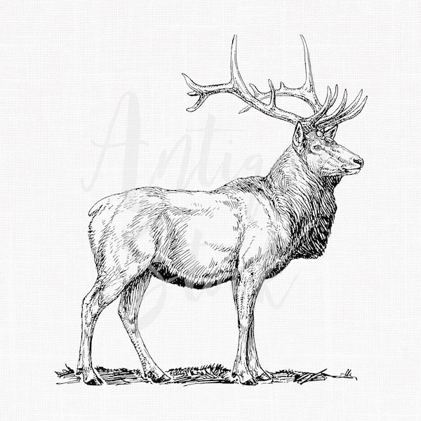 Deer Digital Download "Elk" Wapiti Line Art Drawing for Decoupage, Collages, Coloring, Invitations, Wall Art...