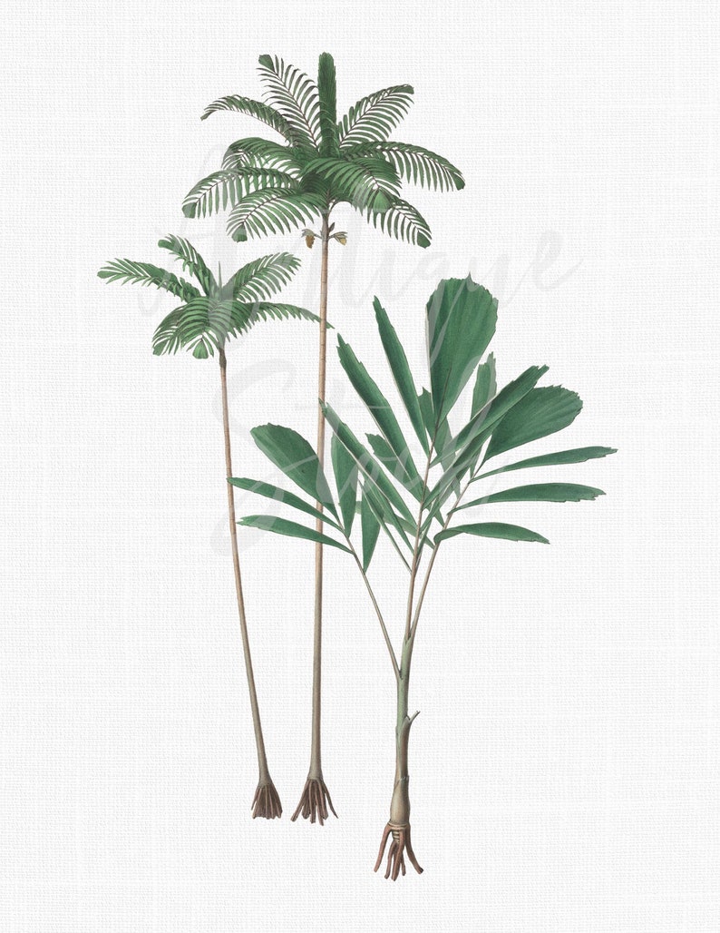 May include: Three green palm trees with brown trunks and roots. The trees are illustrated in a vintage style on a white background.