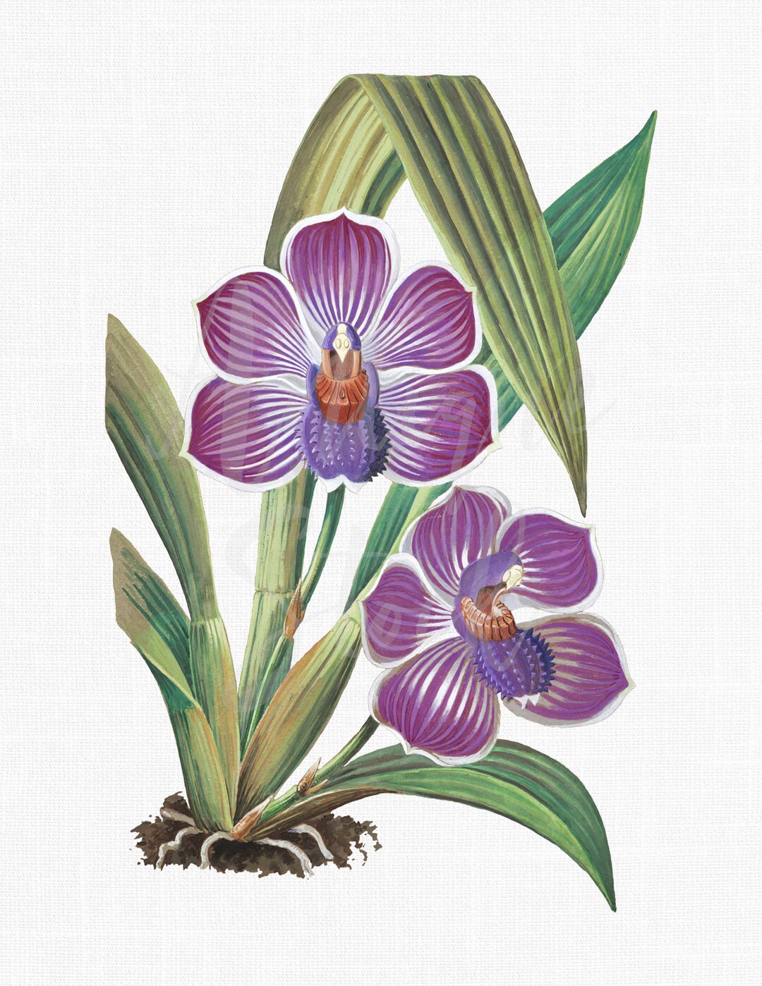 Flower Clipart Orchids purple Pescatoria Botanical - Etsy