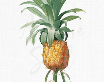 Ilustración botánica "Piña" Ananás Clipart Imagen de descarga digital para impresiones de arte de pared, álbumes de recortes, collages, manualidades de bricolaje...