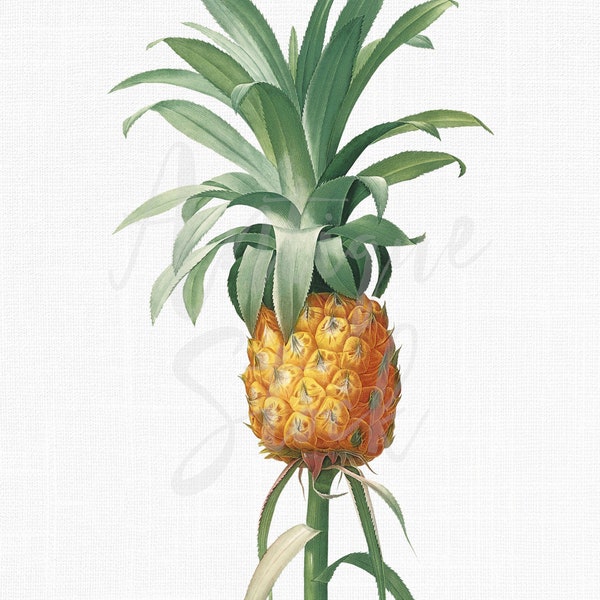 Botanical Illustration "Pineapple" Ananás Clipart Digital Download Image for Wall Art Prints, Scrapbooking, Collages, DIY Crafts...