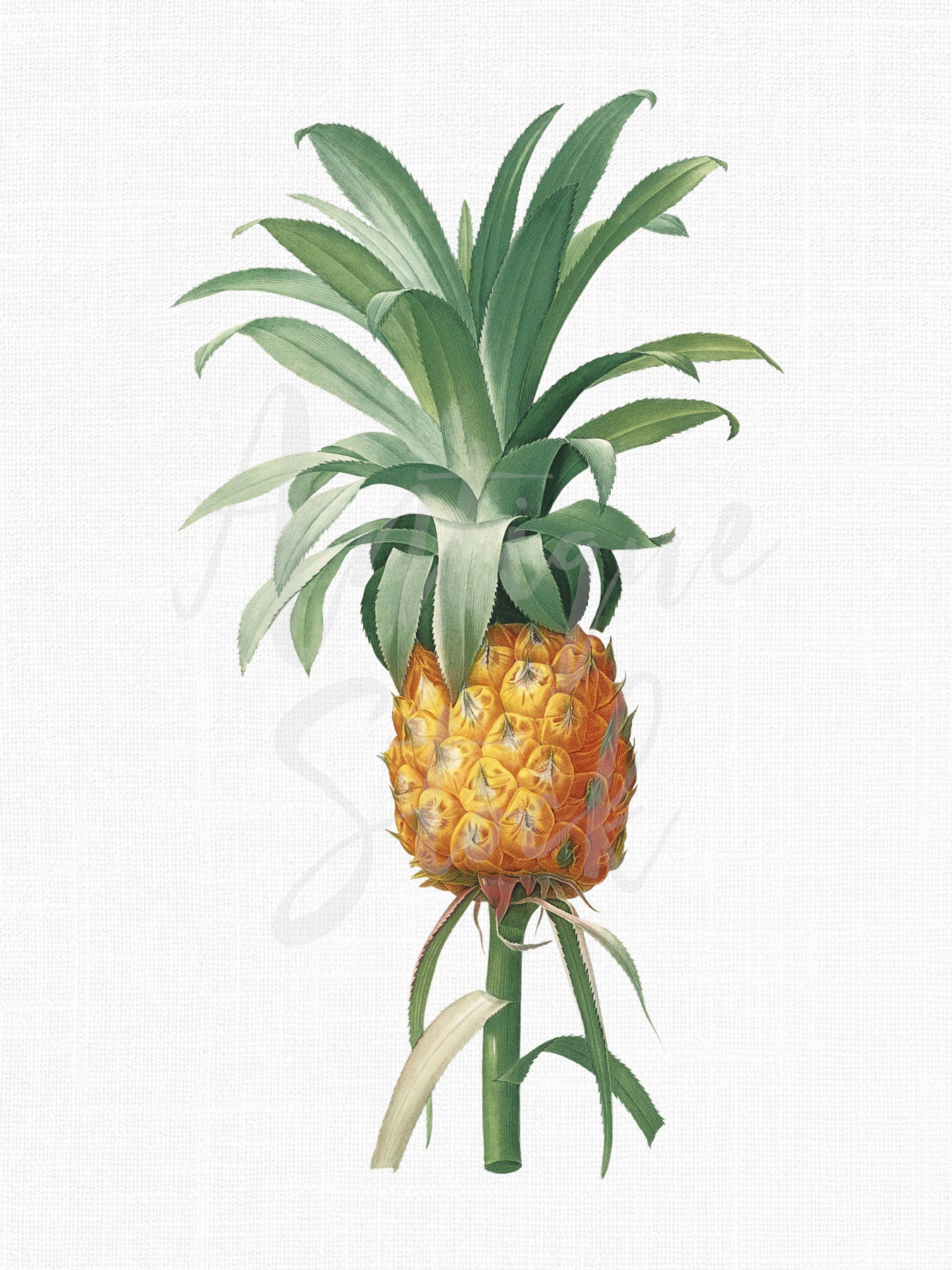 植物イラスト「パイナップル」アナナス クリップアート デジタル