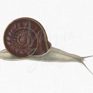 Vintage afbeelding afdrukbare afbeelding "slak", digitale downloadafbeeldingen png en jpg voor kaarten maken, ontwerpen en knutselen...
