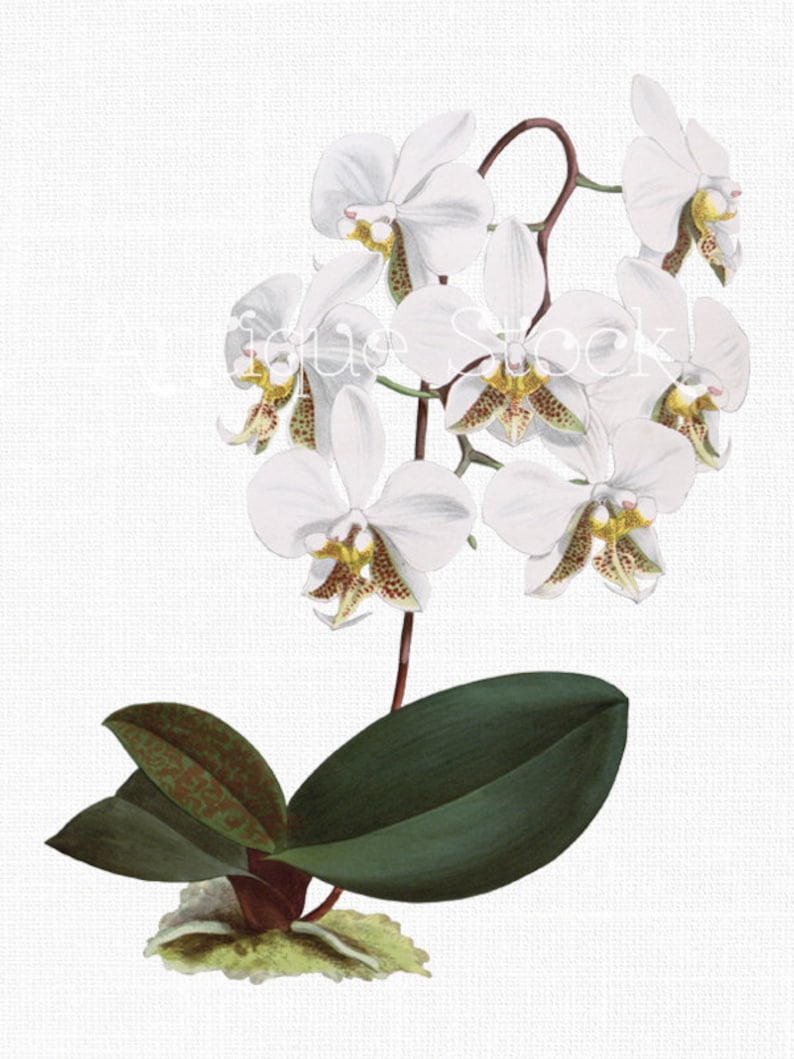 Orchid Clip Art White Phalaenopsis Botanical | Etsy
