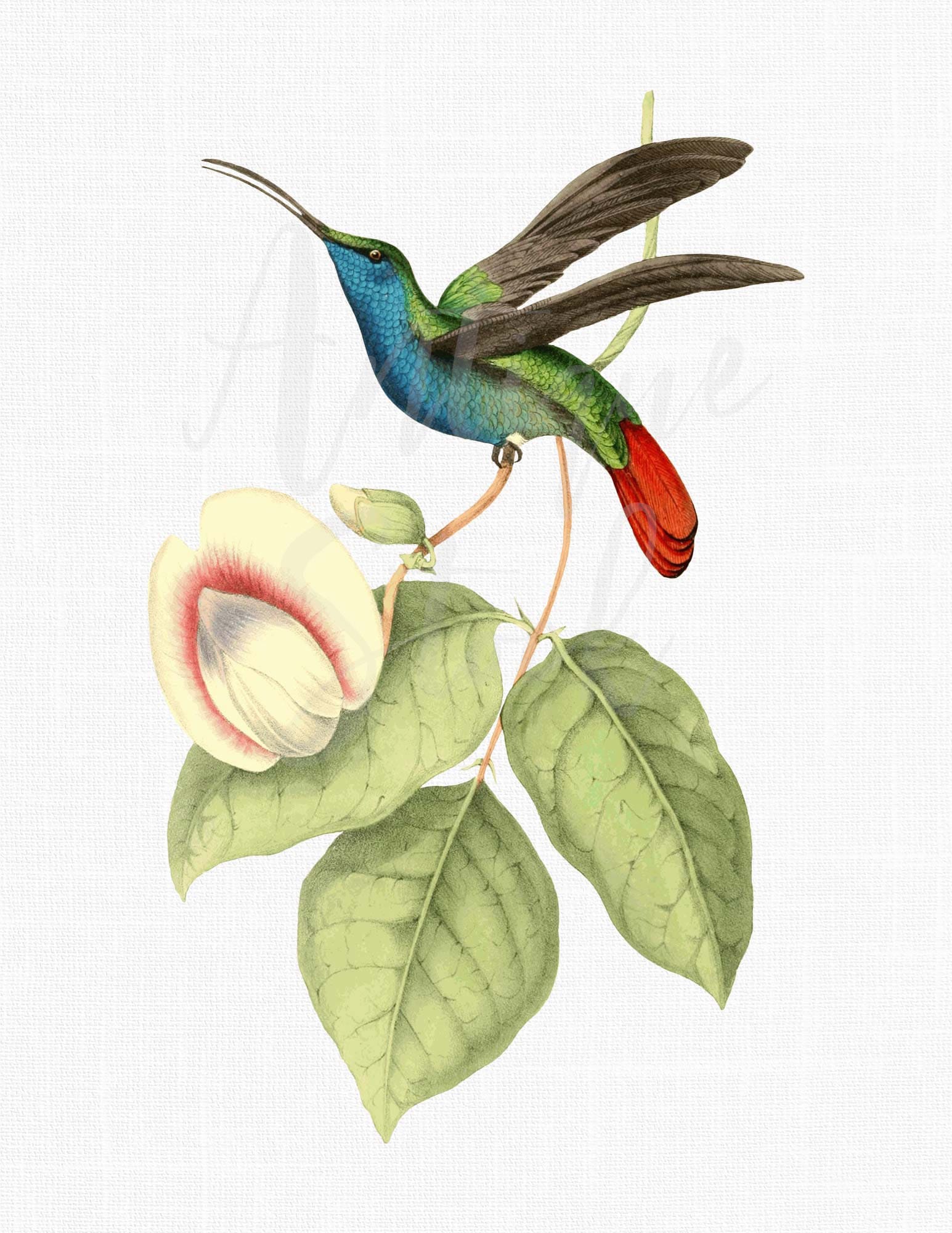Hummingbird Clipart Transparent Background Bird Digital - Etsy