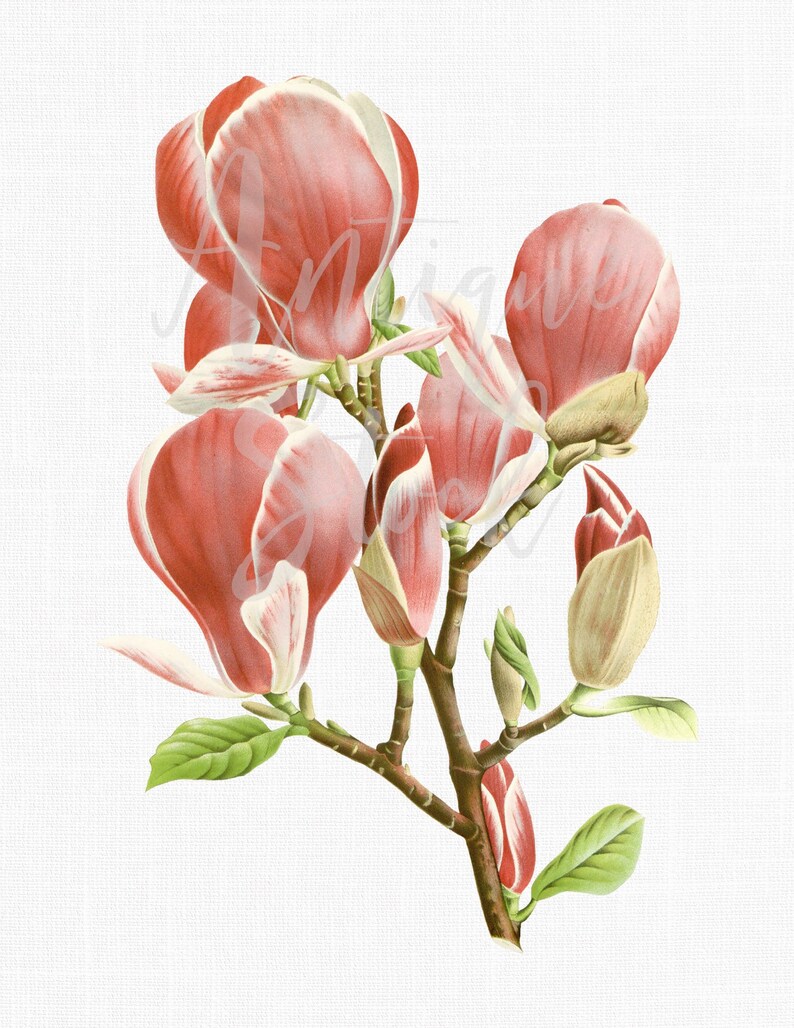 Botanical Illustration saucer Magnolia Tree Pink Etsy