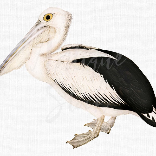 12x16 Vintage Print "Australian Pelican" Printable PNG + JPG Images for Crafts, Wall Art Prints, Collages...