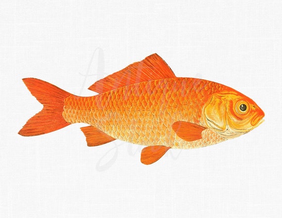 Fish Clipart Orange Goldfish Antique Digital Illustration PNG + JPG  Images for Collages, Crafts, Wall Art, Decoupage