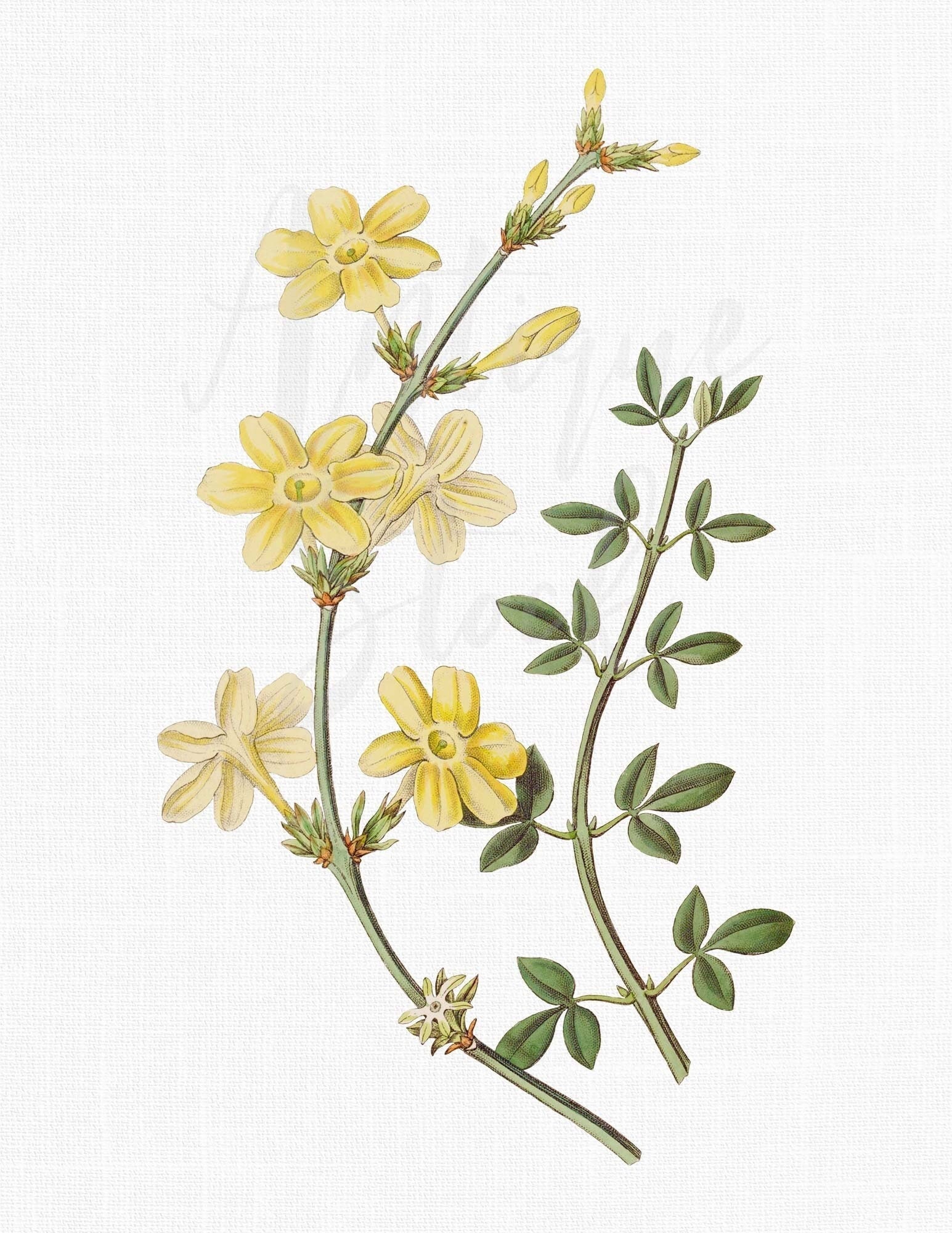 Vial of Dried Jasmine Flowers 2 Grams 