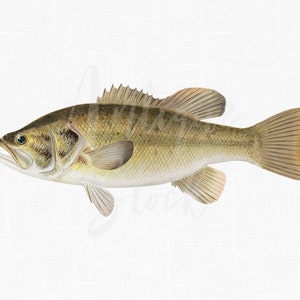 PNG downloadbare vis afbeelding "Large-mouthed Black Bass" afdrukbare illustratie voor wanddecoratie, scrapbooking, collages, doe-het-zelf-projecten...