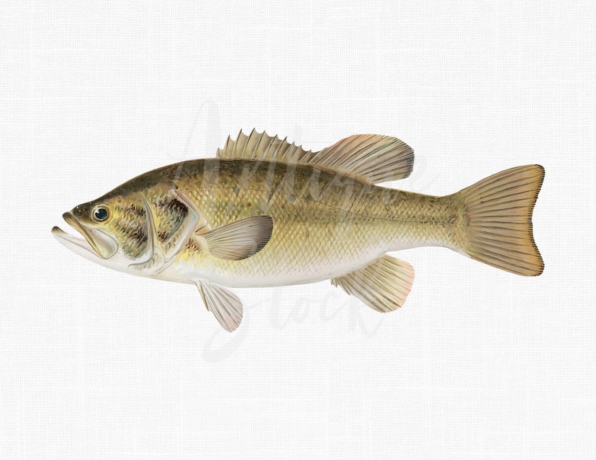 PNG Downloadable Fish Image "Large-Mouthed Black Bass" Printable Illustration for Wall Decor, Scrapbooking, Collages, DIY Projects...