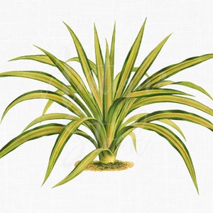 Arte vegetal imprimible "Yuca gloriosa" Descarga digital Imágenes PNG + JPG para invitaciones, collages, impresiones de arte mural, decoupage...