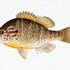 Fisch Bild PNG &quot;Sonnenfisch&quot; Herunterladbares Illustrationsbild für Wand-Dekor, Scrapbooking, Collagen, DIY-Projekte ...