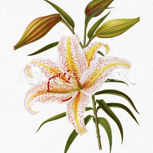 Flower Clipart "Mountain Lily" Digital Download Botanical Illustration Art Image for Invitations, Crafts, Collages, Wall Art...
