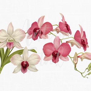 Bloem clipart orchideeën "Dendrobium phalaenopsis" botanische illustratie download voor uitnodigingen, scrapbooking, kunst aan de muur, papier ambachtelijke...