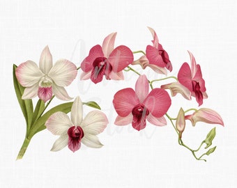 Flower Clipart Orchidées « Dendrobium Phalaenopsis » Illustration botanique Télécharger pour invitations, scrapbooking, art mural, artisanat en papier...