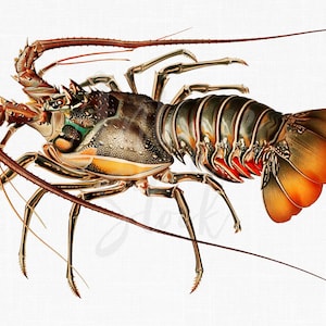 May include: A detailed illustration of a spiny lobster with a brown, green, and orange shell. The lobster is depicted with its claws extended and its tail fanned out.