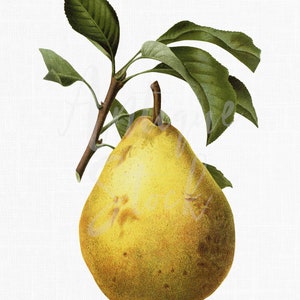 Impression botanique ancienne « poire commune », illustration imprimable en téléchargement numérique pour collages, décoration de cuisine, découpage, affiches...