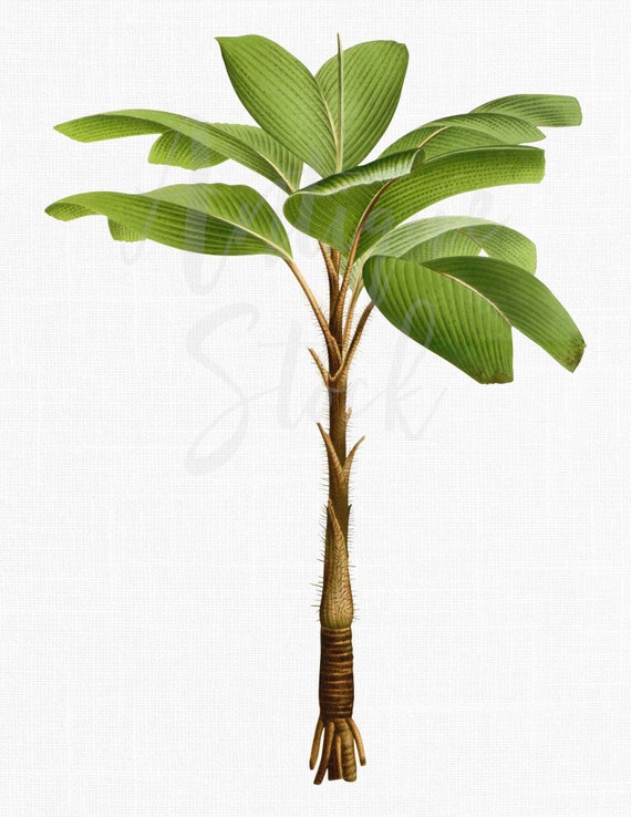 Botanical Illustration, Palm Tree Clip Art, Printable Image "Stilt Palm" PNG and JPG for Wall Decor, Printing, Crafts, Collages...