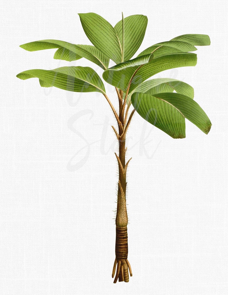 Ilustración botánica, clip art de palmera, imagen imprimible "Palmera zancuda" PNG y JPG para decoración de paredes, impresión, manualidades, collages... imagen 1
