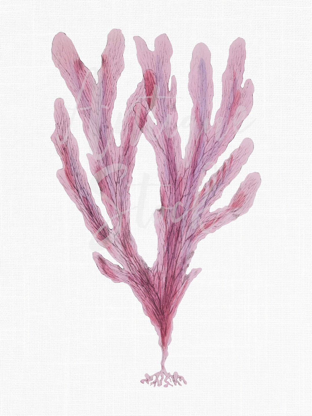 Sea Life Clipart, Algae Art Printable "veined Oilweed" Digital Download ...
