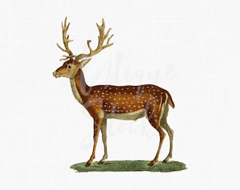 Antique Animal Image "Fallow Deer" Printable Digital Download for Invitations, Decoupage, Card Making, Crafts...