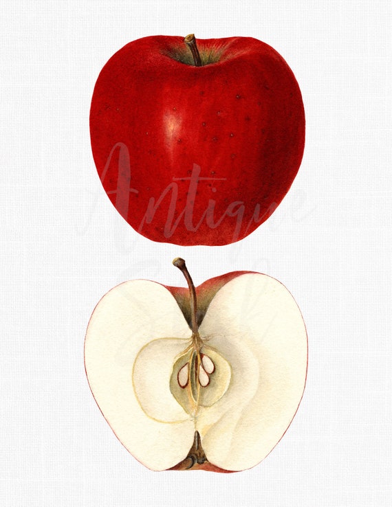 Fruit Image Download "Marion Red Apple" Digital Art Watercolor, Botanical Illustration for Invitations, Crafts, Collages, Wall Art...